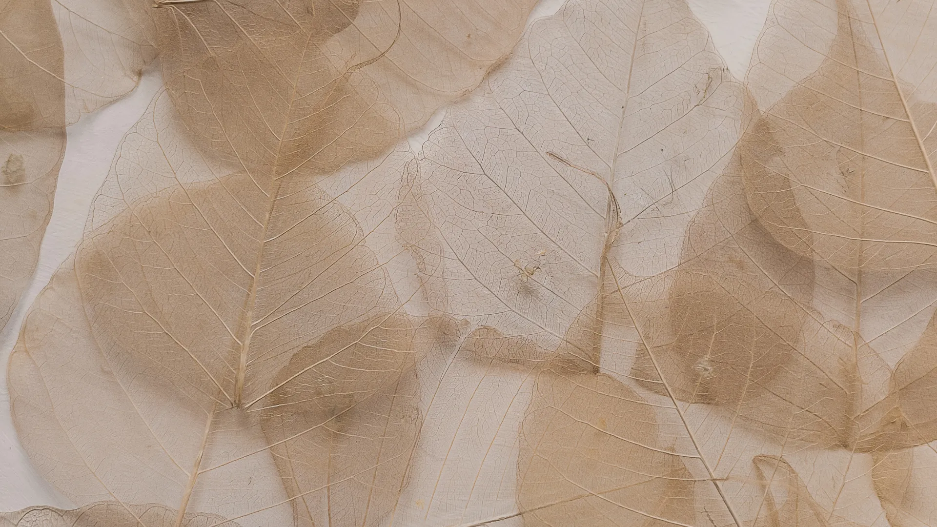 Feuilles séchées translucides aux tons sable