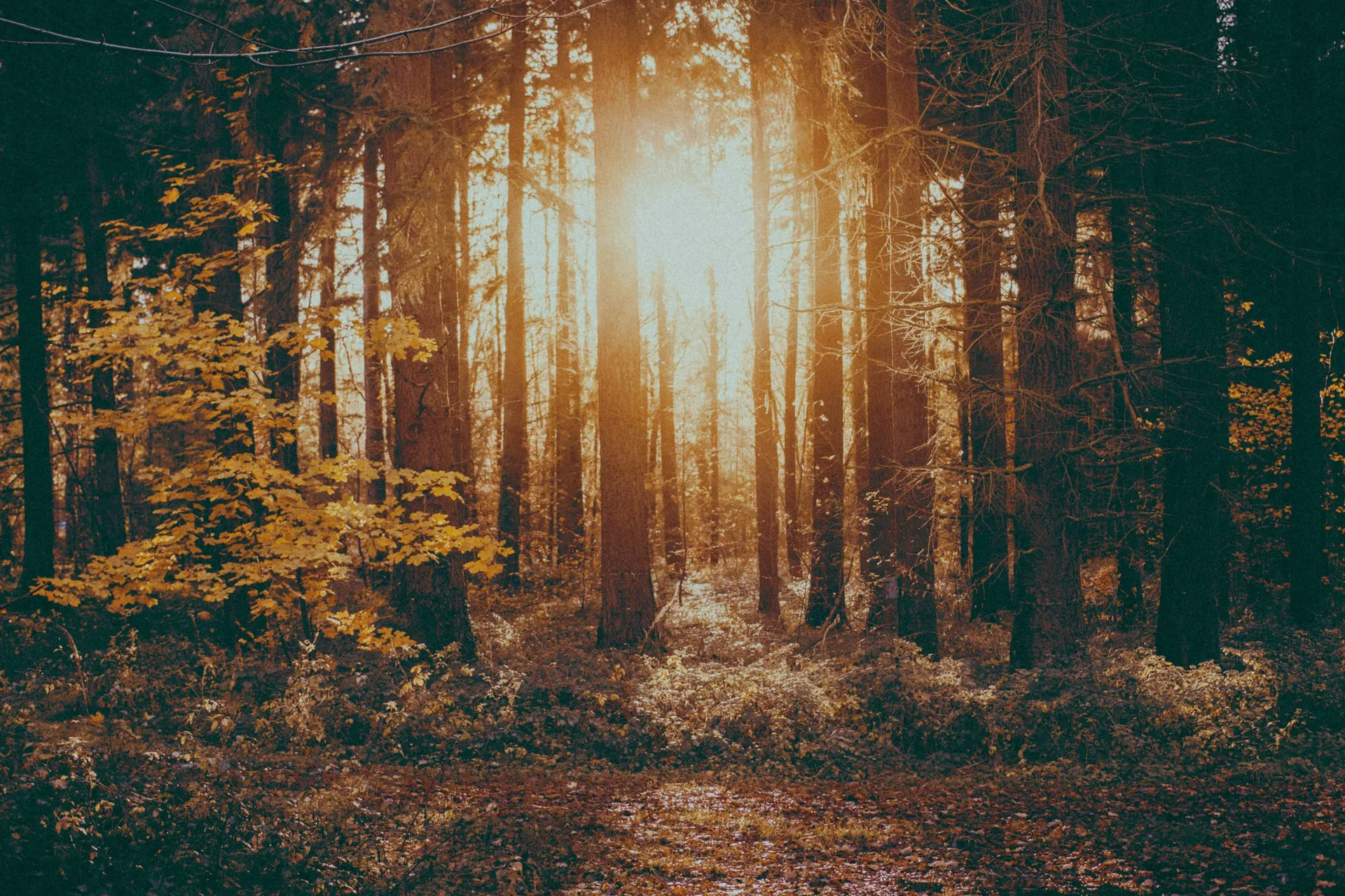 Forêt d'automne baignée de lumière